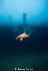 Hawksbill Turtle Swims in front of U.S.A.T Liberty Wreck by Tracey Jones 